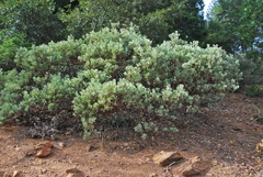 Arctostaphylos malloryi