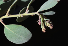 Arctostaphylos malloryi