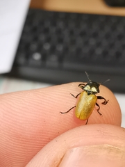 Labidostomis longimana