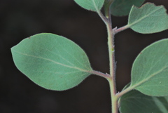 Arctostaphylos malloryi