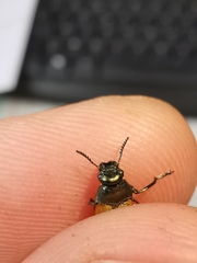 Labidostomis longimana