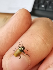 Labidostomis longimana