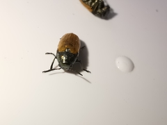 Labidostomis longimana