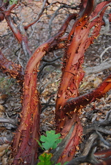 Arctostaphylos malloryi