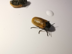 Labidostomis longimana