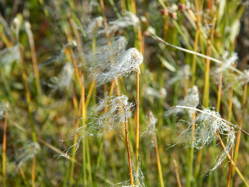 Trichophorum alpinum iNat (3)