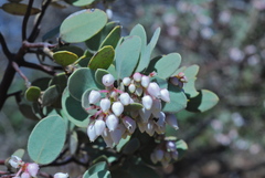 Arctostaphylos malloryi