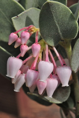 Arctostaphylos malloryi