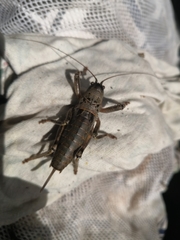Nesoecia nigrispina