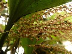 Stelis gelida