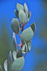 Arctostaphylos malloryi
