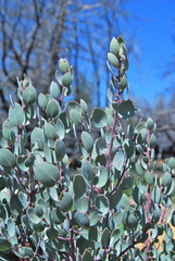 Arctostaphylos malloryi