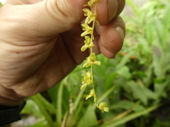 Stelis gelida