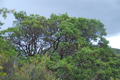 Arctostaphylos manzanita elegans