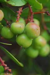 Arctostaphylos manzanita elegans