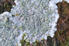Lecanora campestris
