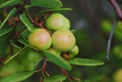 Arctostaphylos manzanita elegans