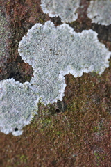 Lecanora campestris