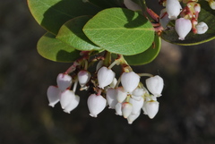 Arctostaphylos manzanita elegans