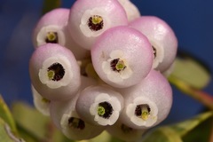 Arctostaphylos manzanita elegans