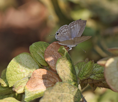Catochrysops strabo strabo