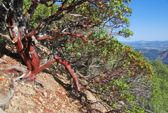 Arctostaphylos manzanita elegans