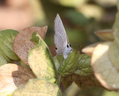 Catochrysops strabo strabo