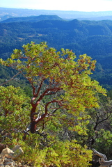 Arctostaphylos manzanita elegans