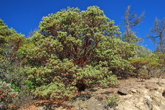 Arctostaphylos manzanita elegans