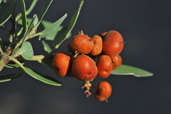 Arctostaphylos manzanita elegans