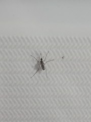 Culicidae