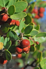Arctostaphylos manzanita elegans