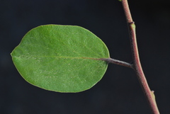 Arctostaphylos manzanita elegans