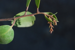 Arctostaphylos manzanita elegans