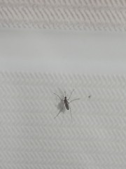 Culicidae