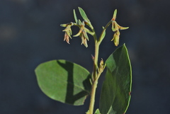 Arctostaphylos manzanita elegans