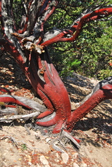 Arctostaphylos manzanita elegans