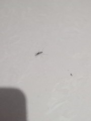 Culicidae