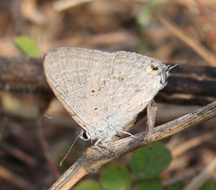 Catochrysops strabo strabo