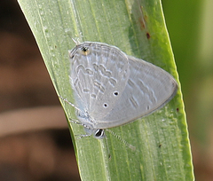 Catochrysops strabo strabo