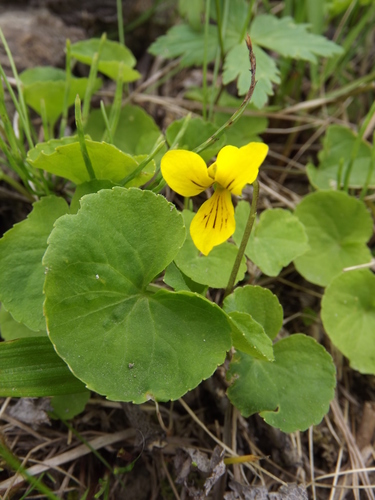 Viola biflora iNat (3)