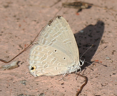 Catochrysops strabo strabo