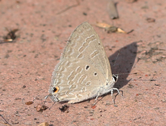 Catochrysops strabo strabo