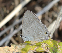 Catochrysops strabo strabo