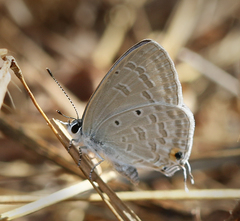 Catochrysops strabo strabo