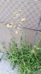 Pseudognaphalium affine