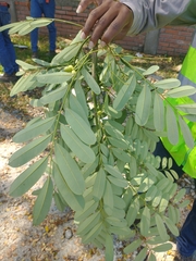 Simarouba