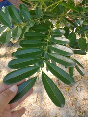 Simarouba