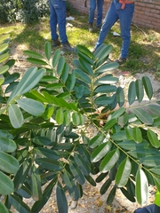 Simarouba