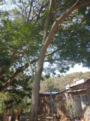Simarouba